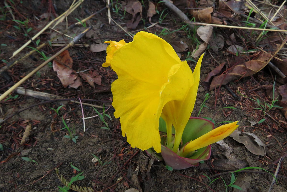 Costus macranthus Costus macranthus
