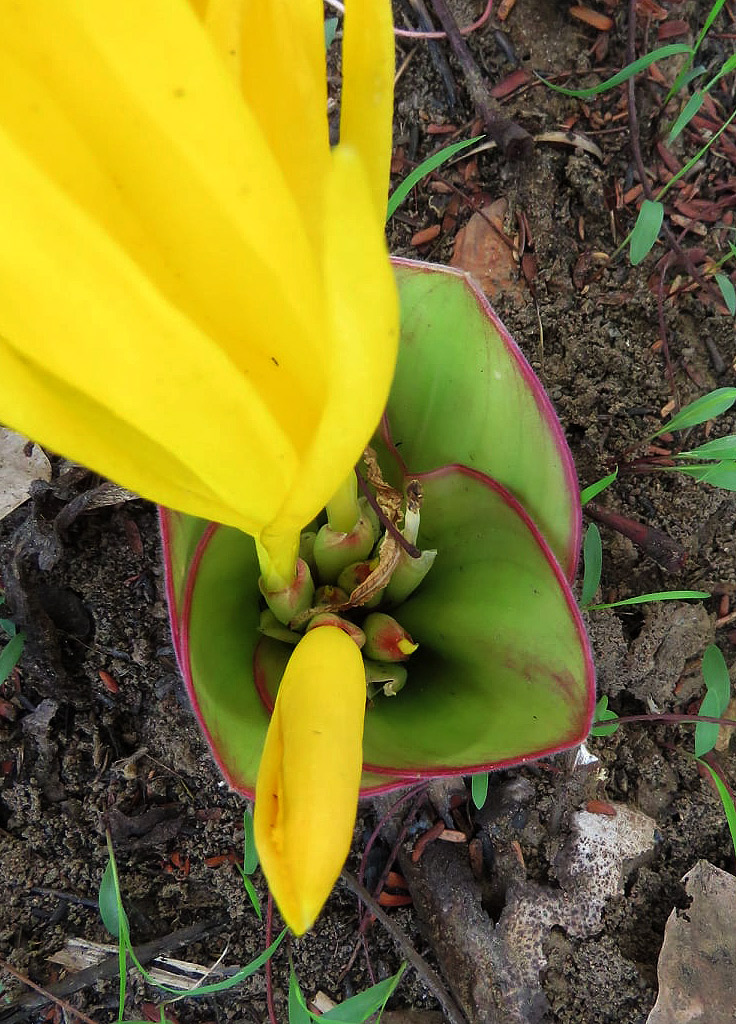 Costus macranthus Costus macranthus