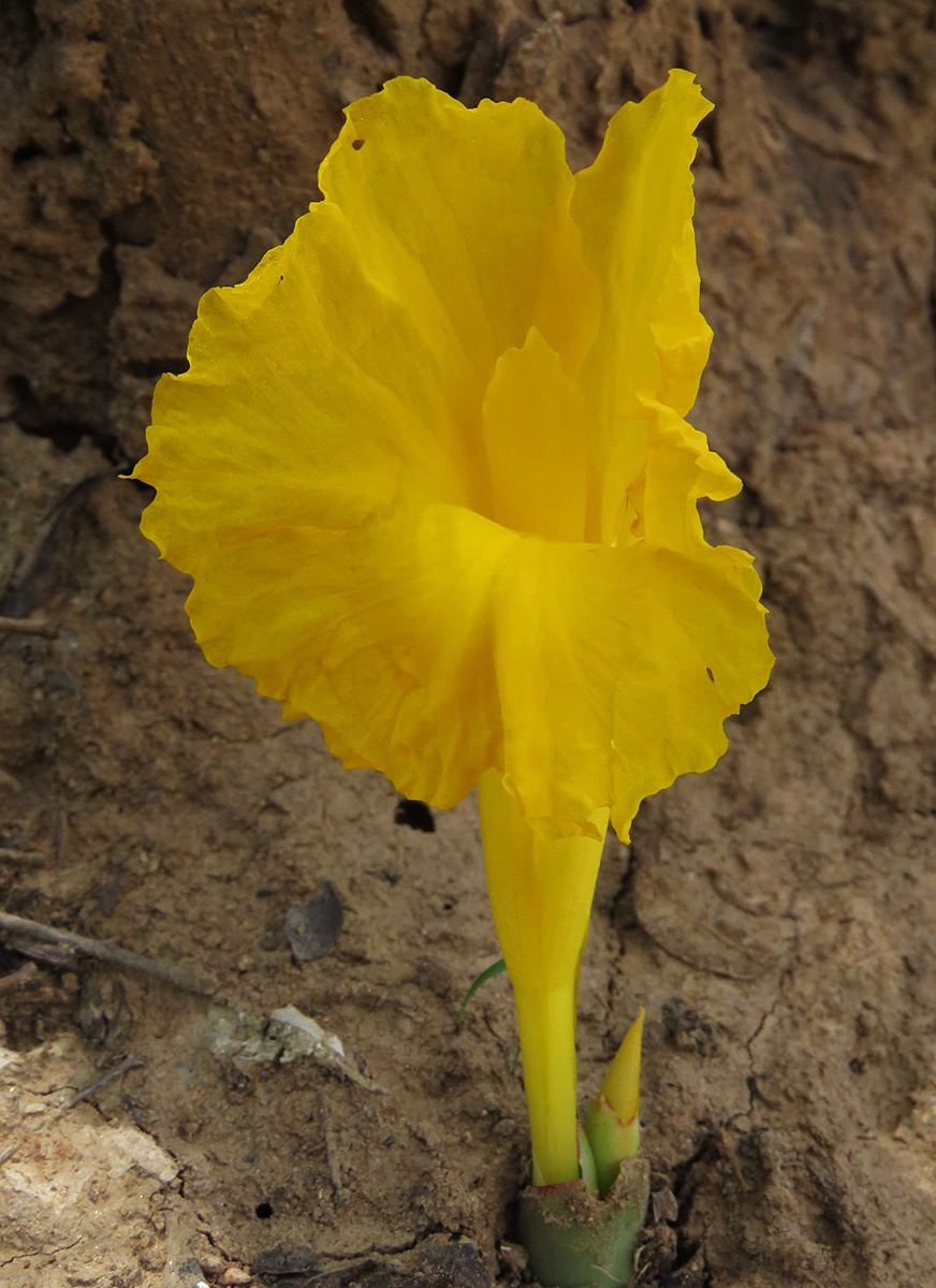 Costus macranthus Costus macranthus