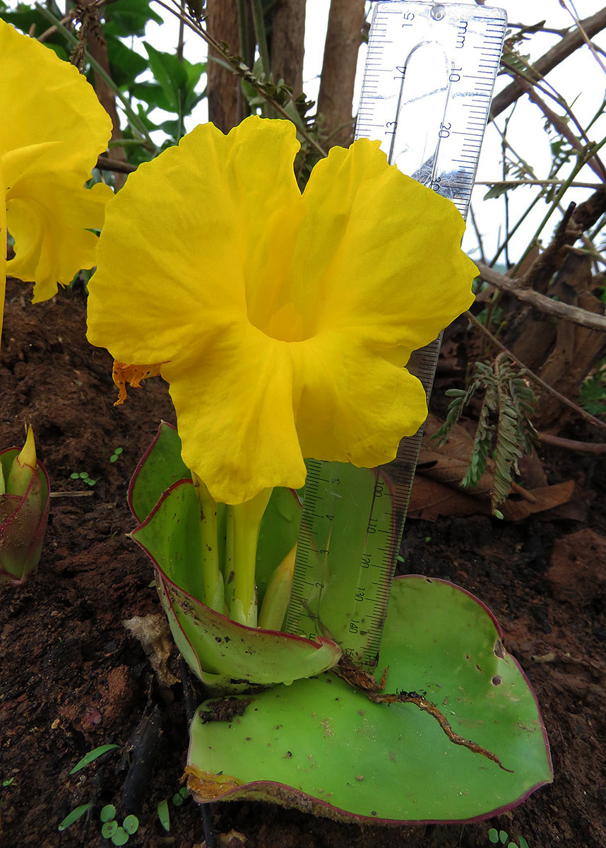 Costus macranthus Costus macranthus
