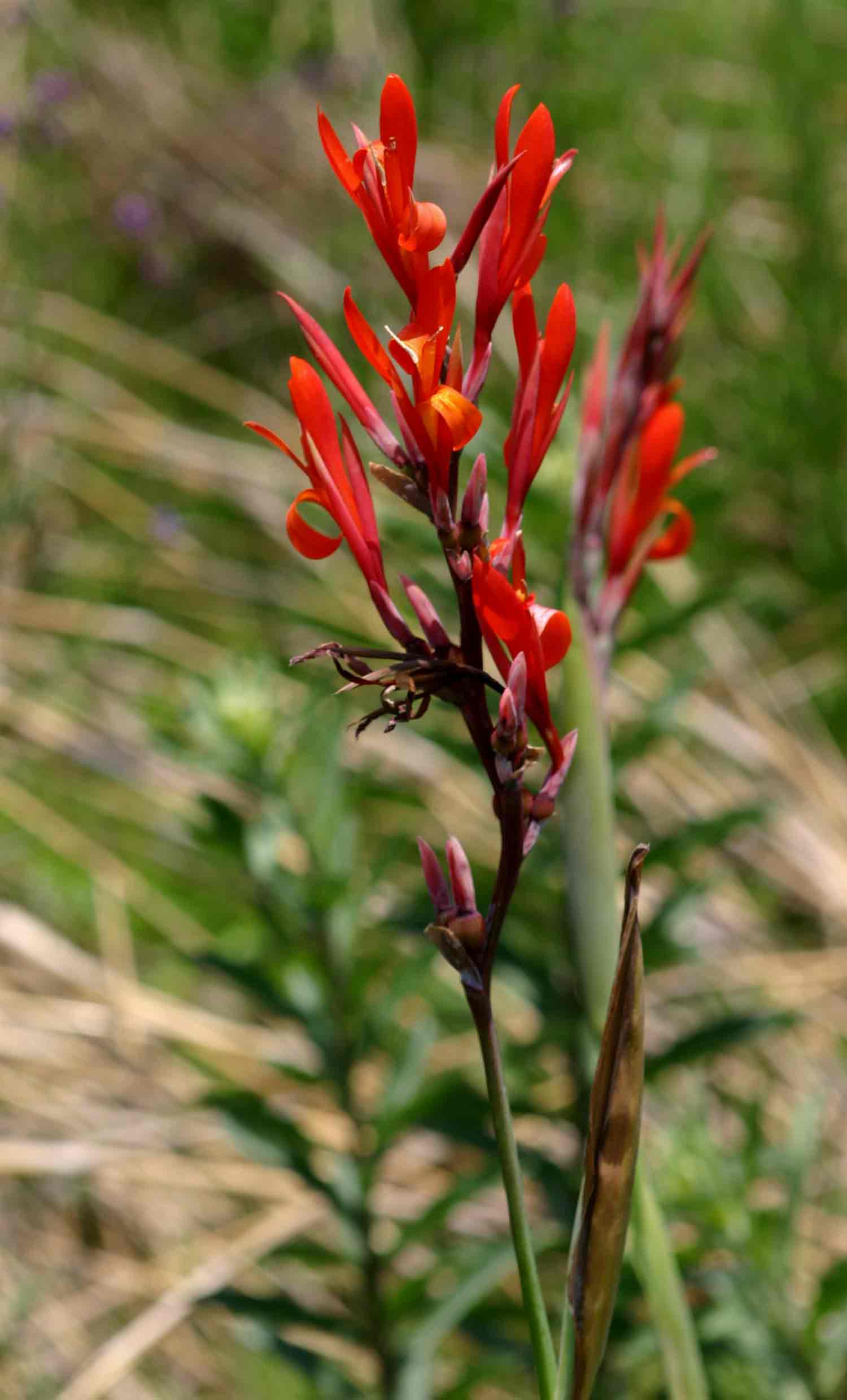 Canna indica