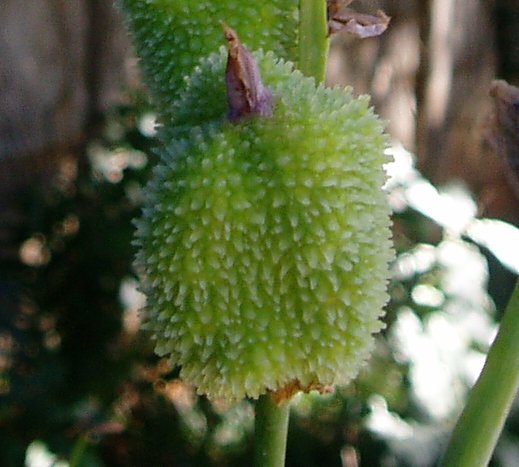 Canna indica