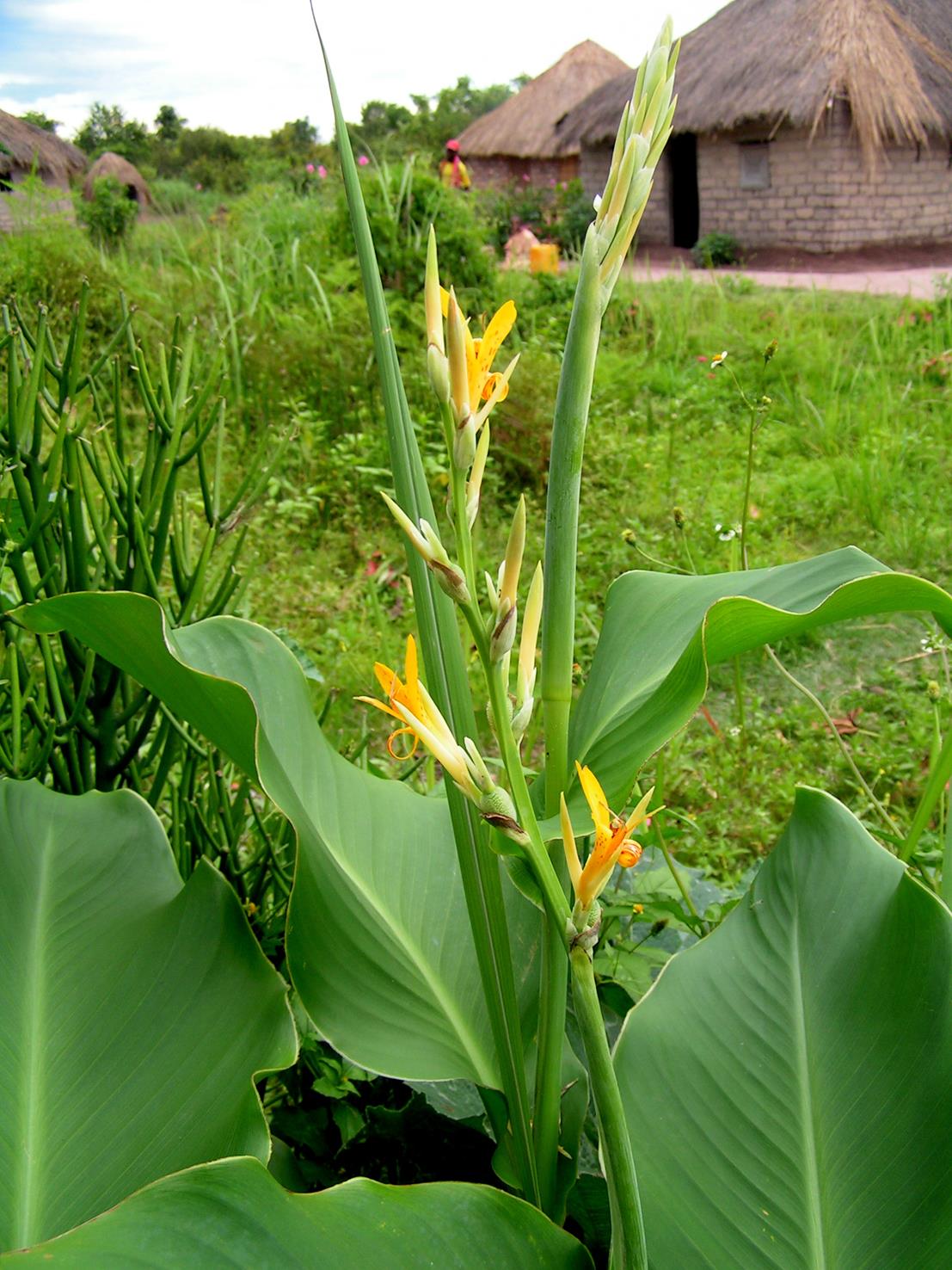 Canna indica Canna indica