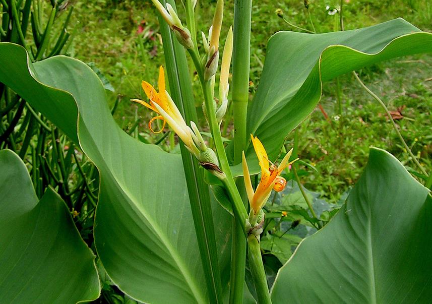 Canna indica Canna indica