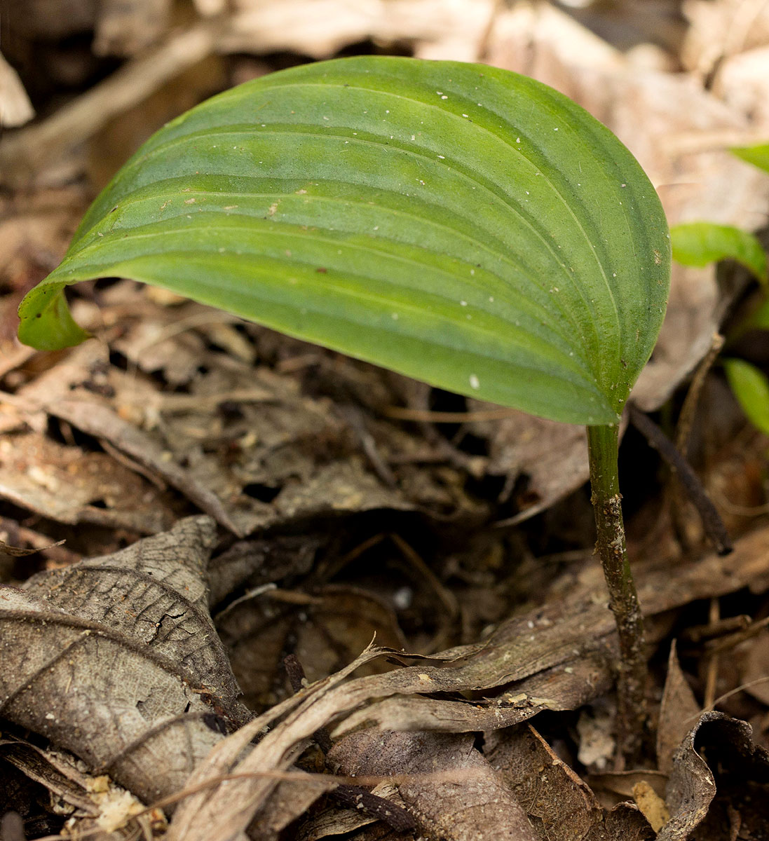 Nervilia shirensis Nervilia shirensis