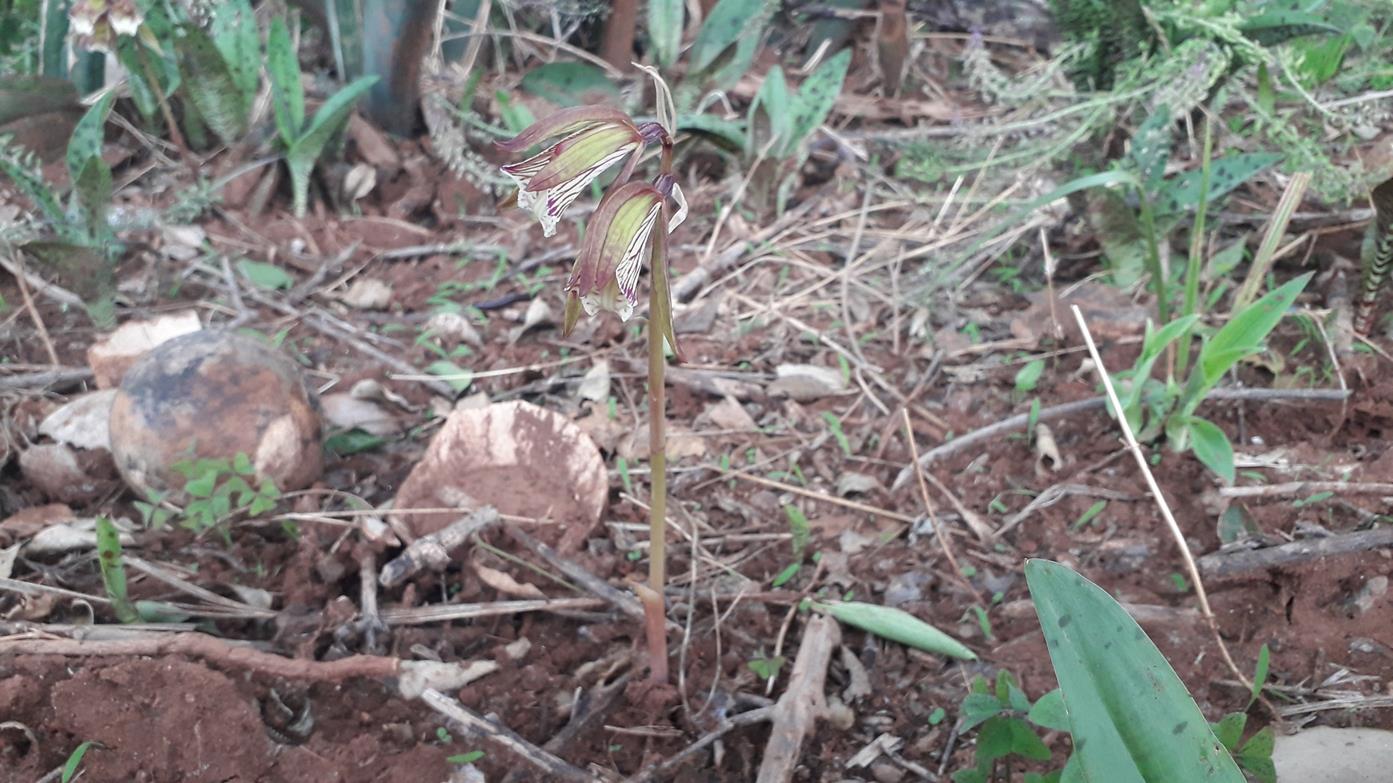 Nervilia shirensis Nervilia shirensis