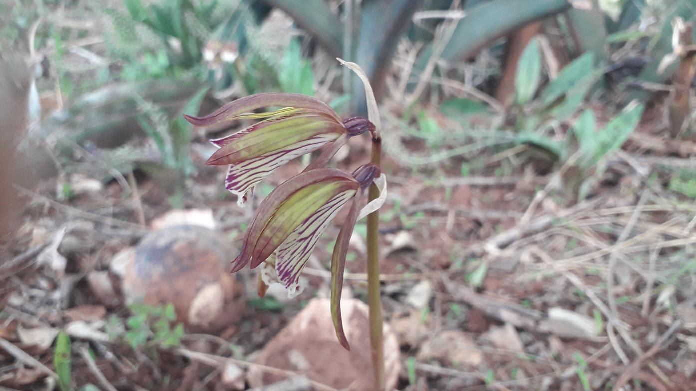 Nervilia shirensis Nervilia shirensis