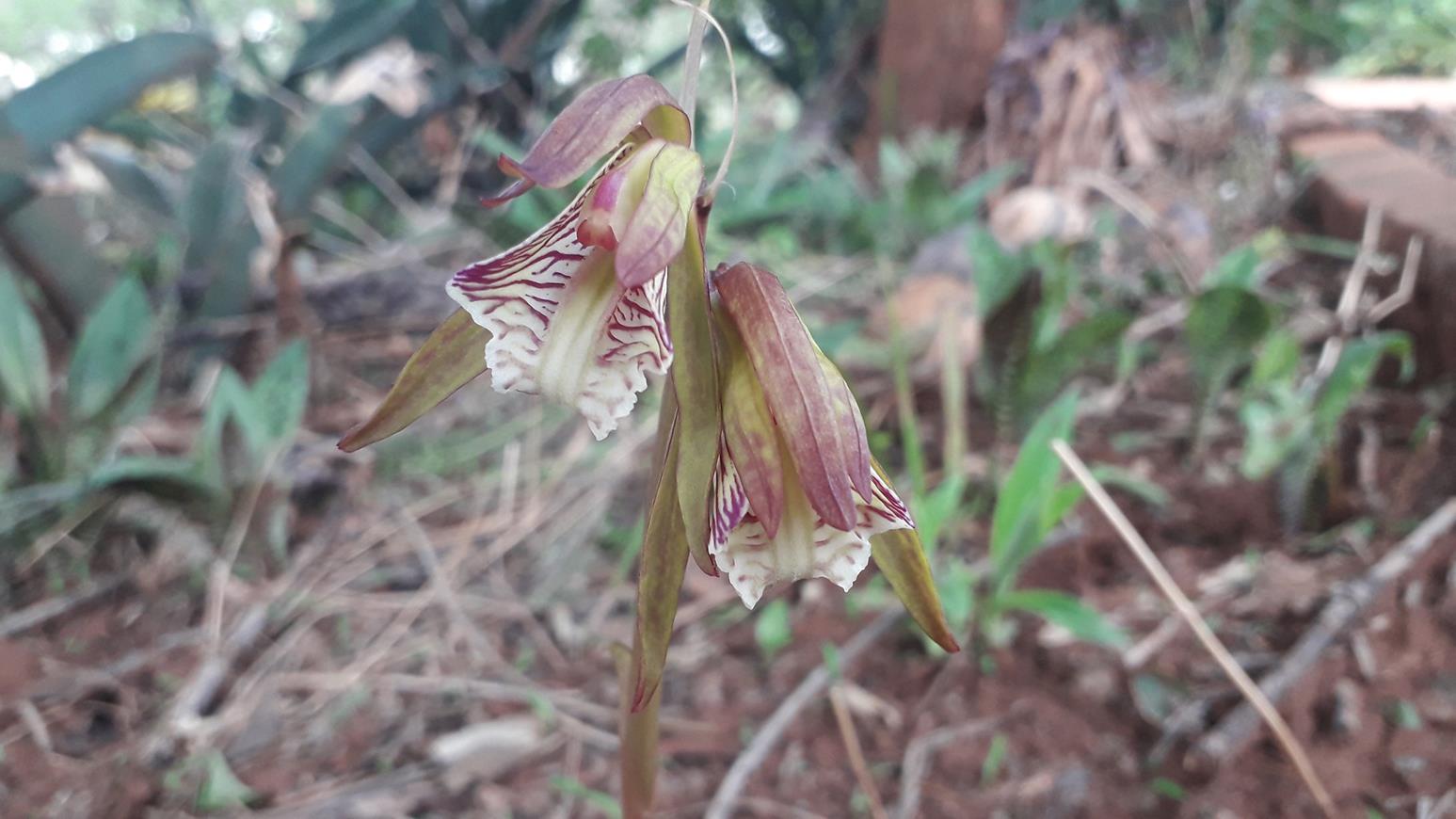 Nervilia shirensis Nervilia shirensis