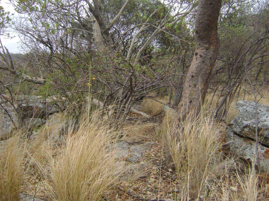 Eulophia hereroensis