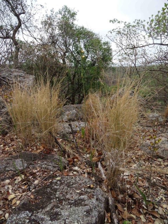 Eulophia hereroensis