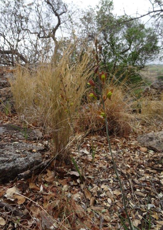 Eulophia hereroensis
