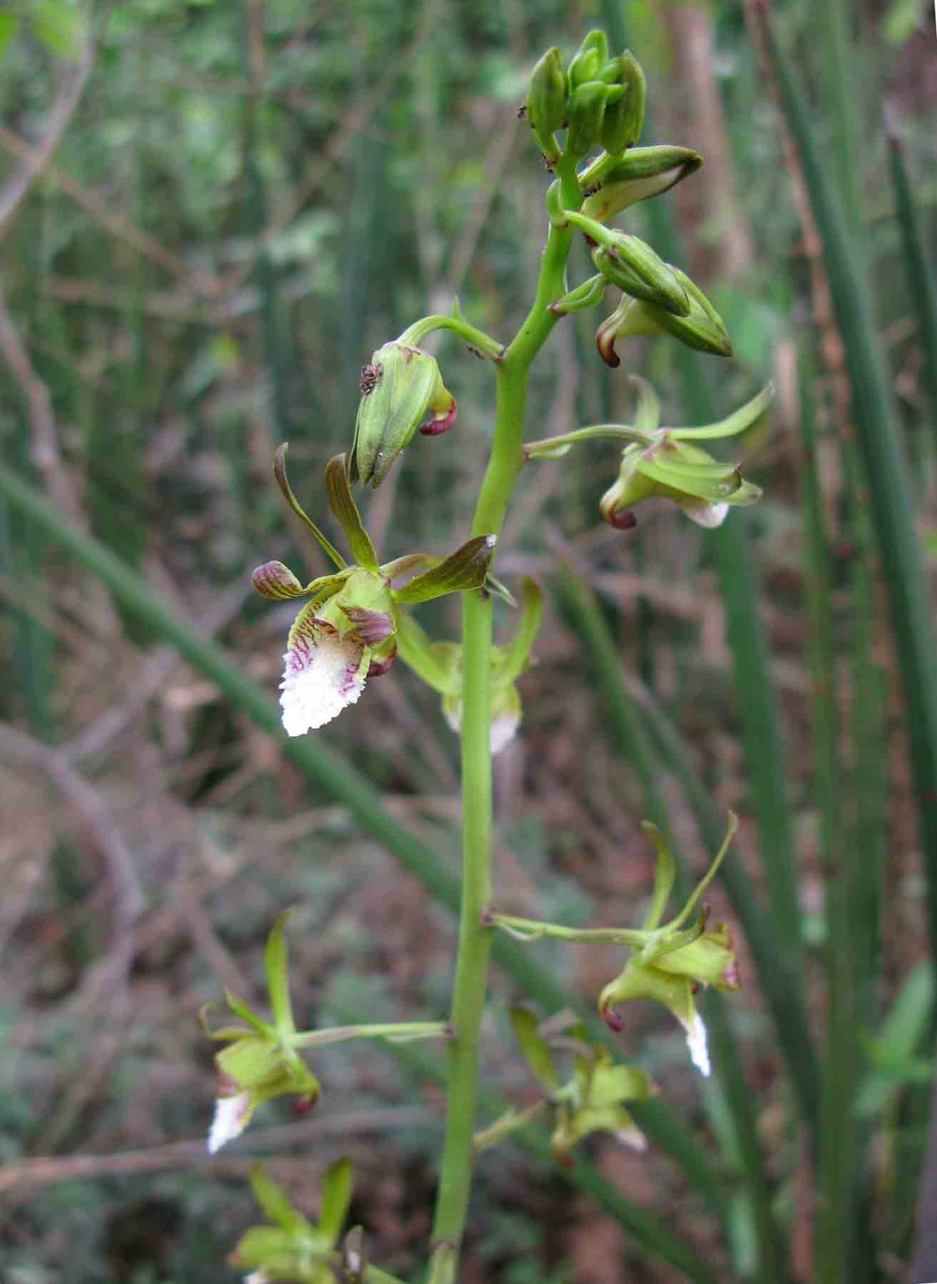Eulophia leachii