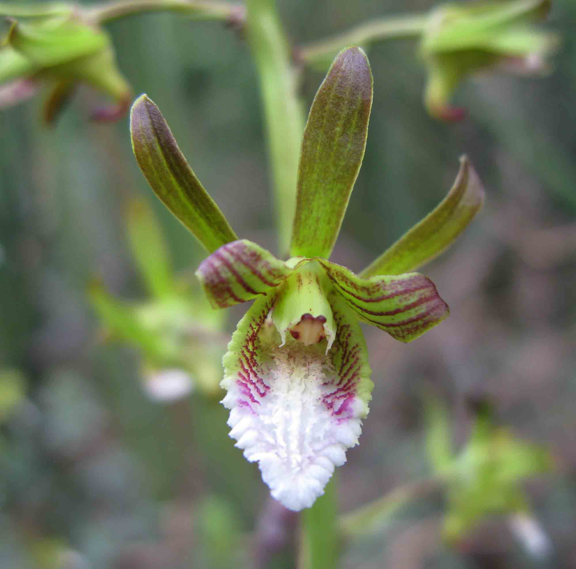 Eulophia leachii