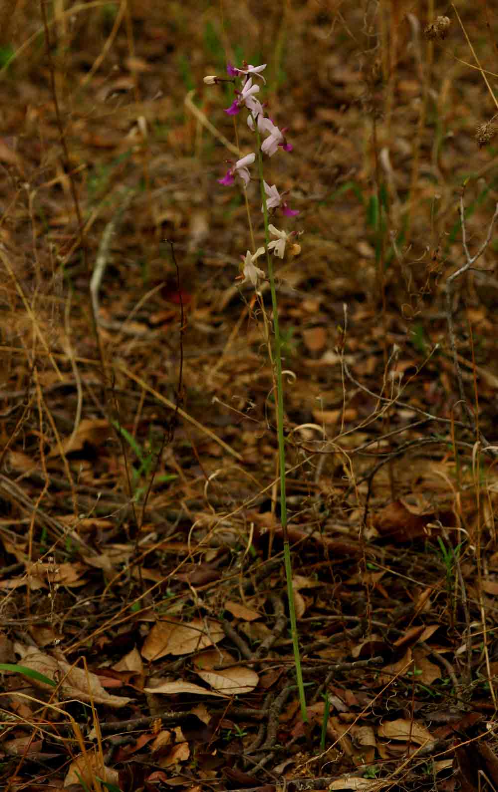 Eulophia livingstoneana