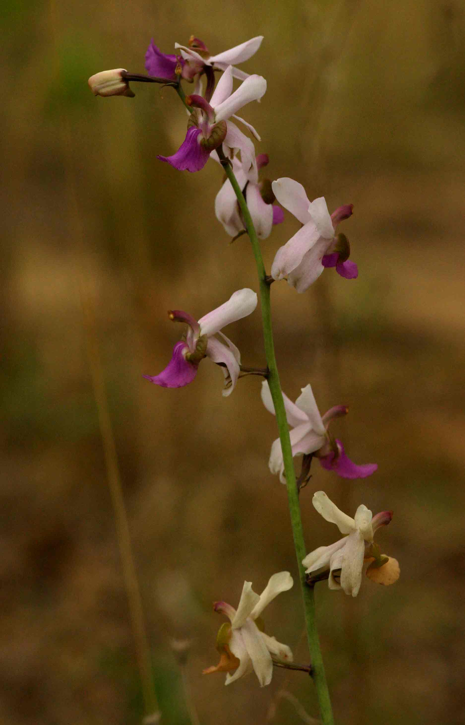 Eulophia livingstoneana Eulophia livingstoneana