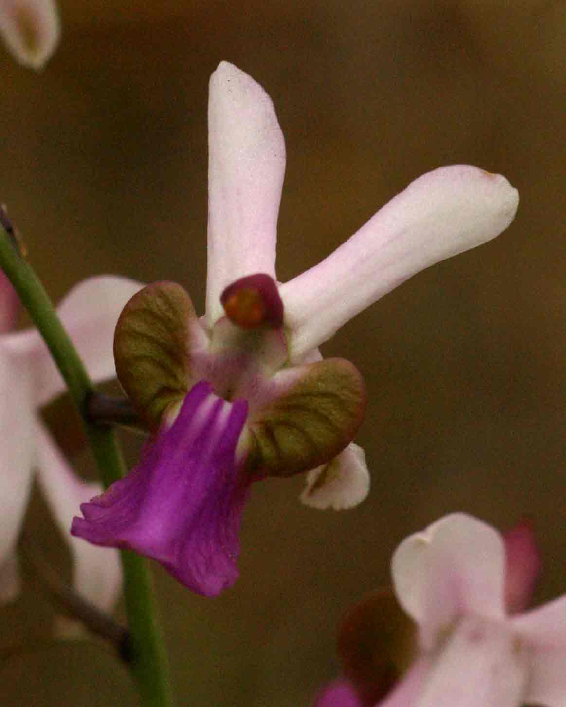 Eulophia livingstoneana