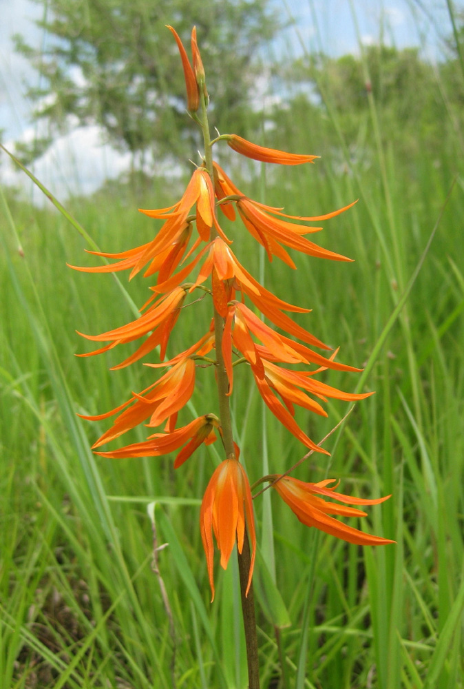 Orthochilus walleri Orthochilus walleri