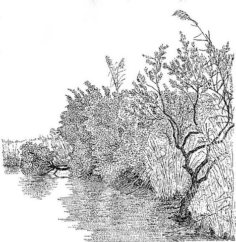 Salix mucronata subsp. subserrata