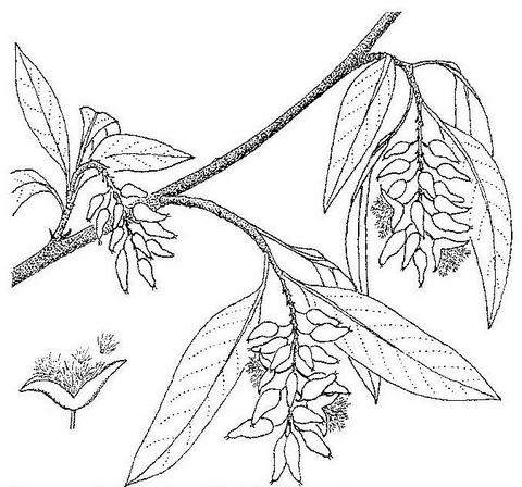 Salix mucronata subsp. subserrata