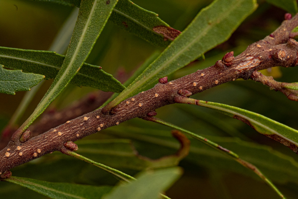Myrica serrata