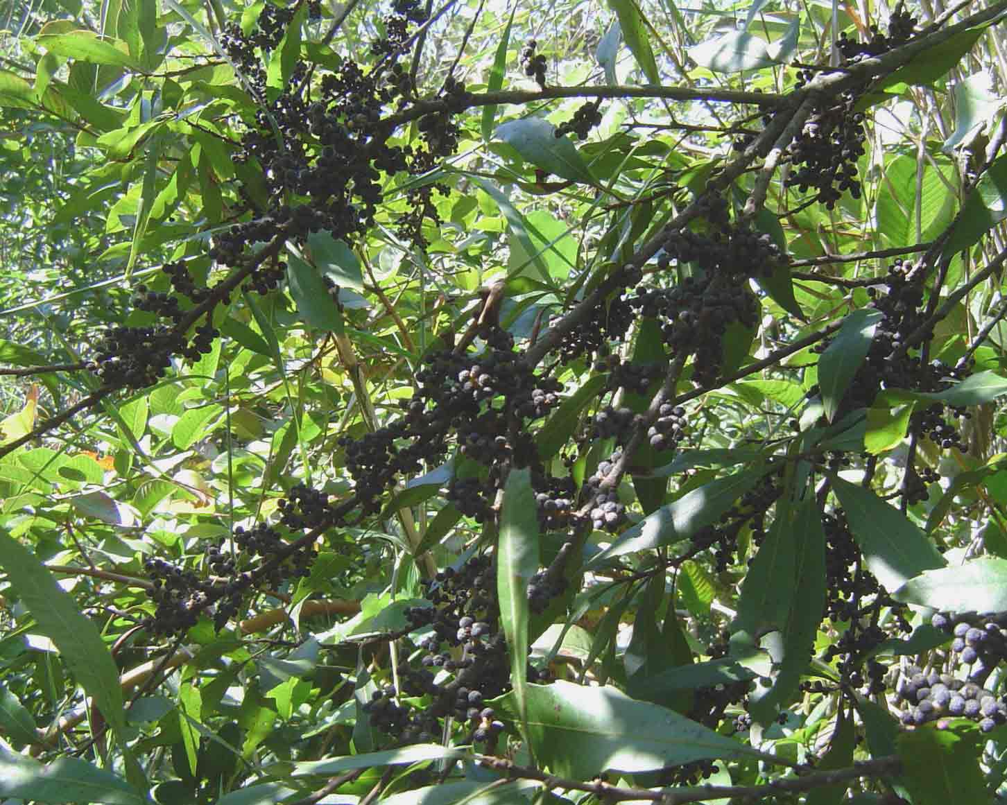 Myrica serrata