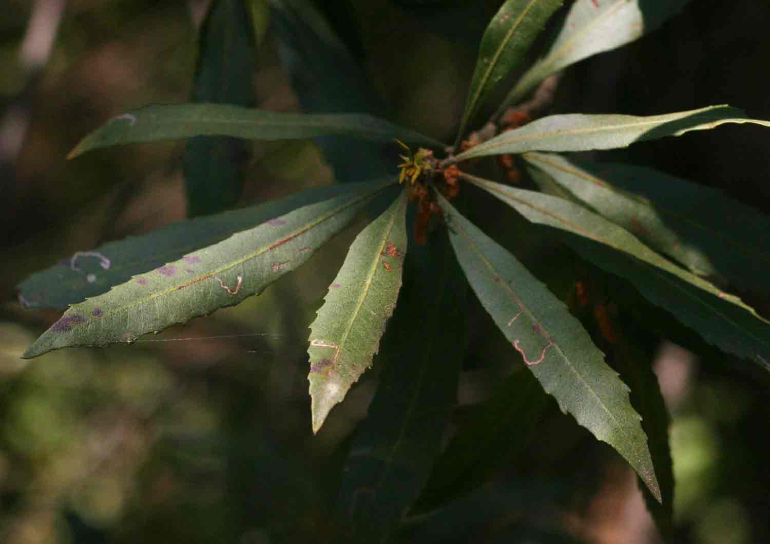 Myrica serrata