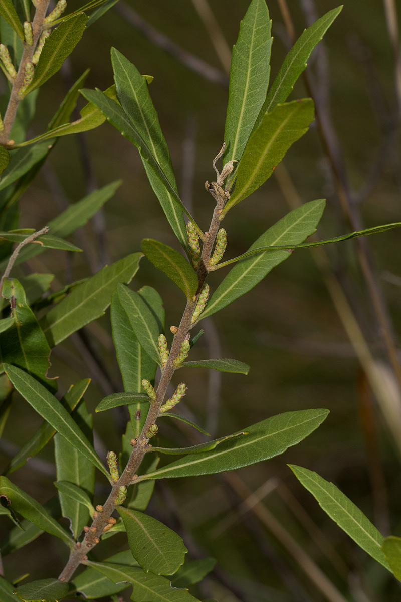Myrica serrata