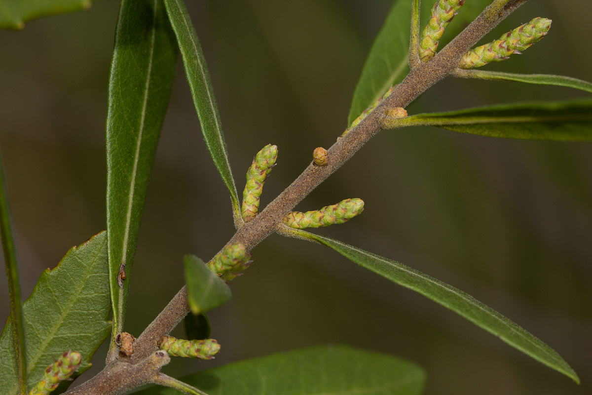 Myrica serrata