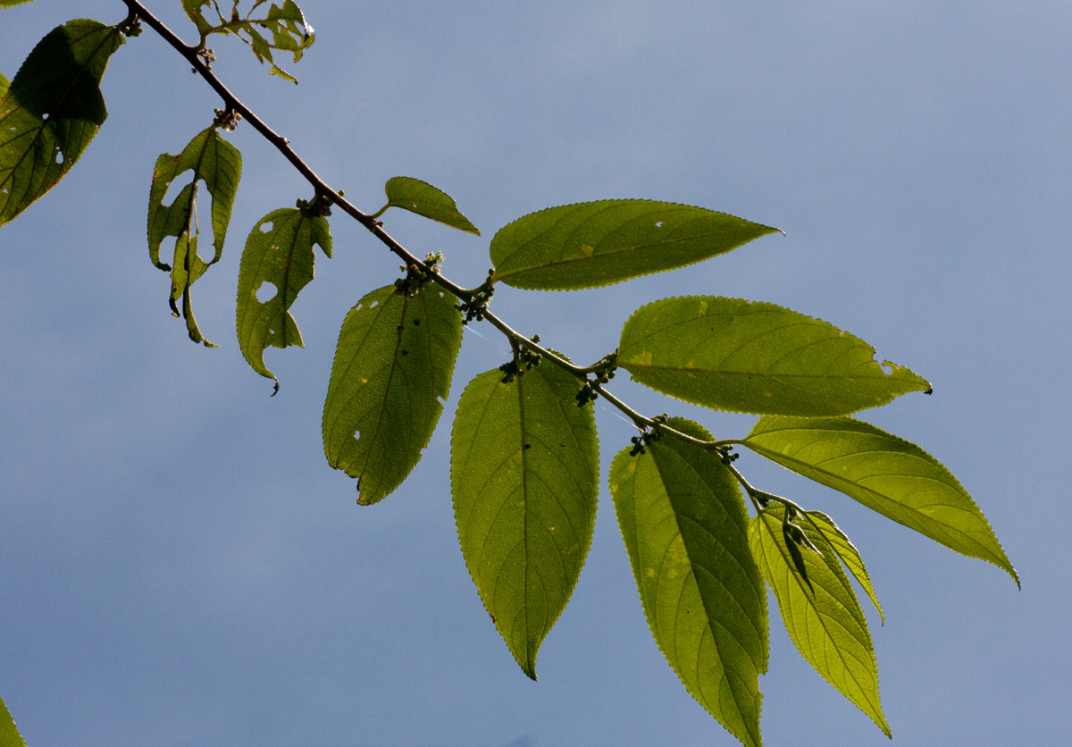 Trema orientale Trema orientale