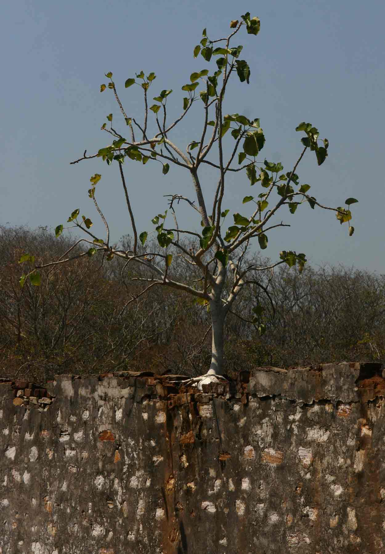 Ficus abutilifolia