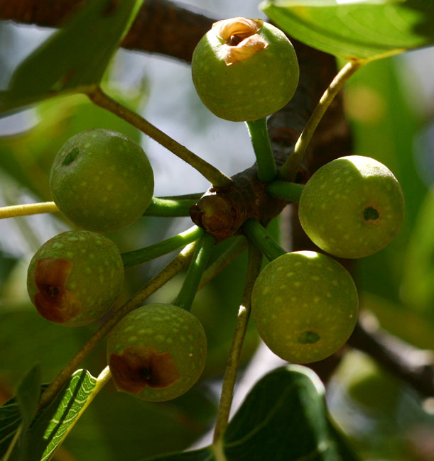 Ficus fischeri
