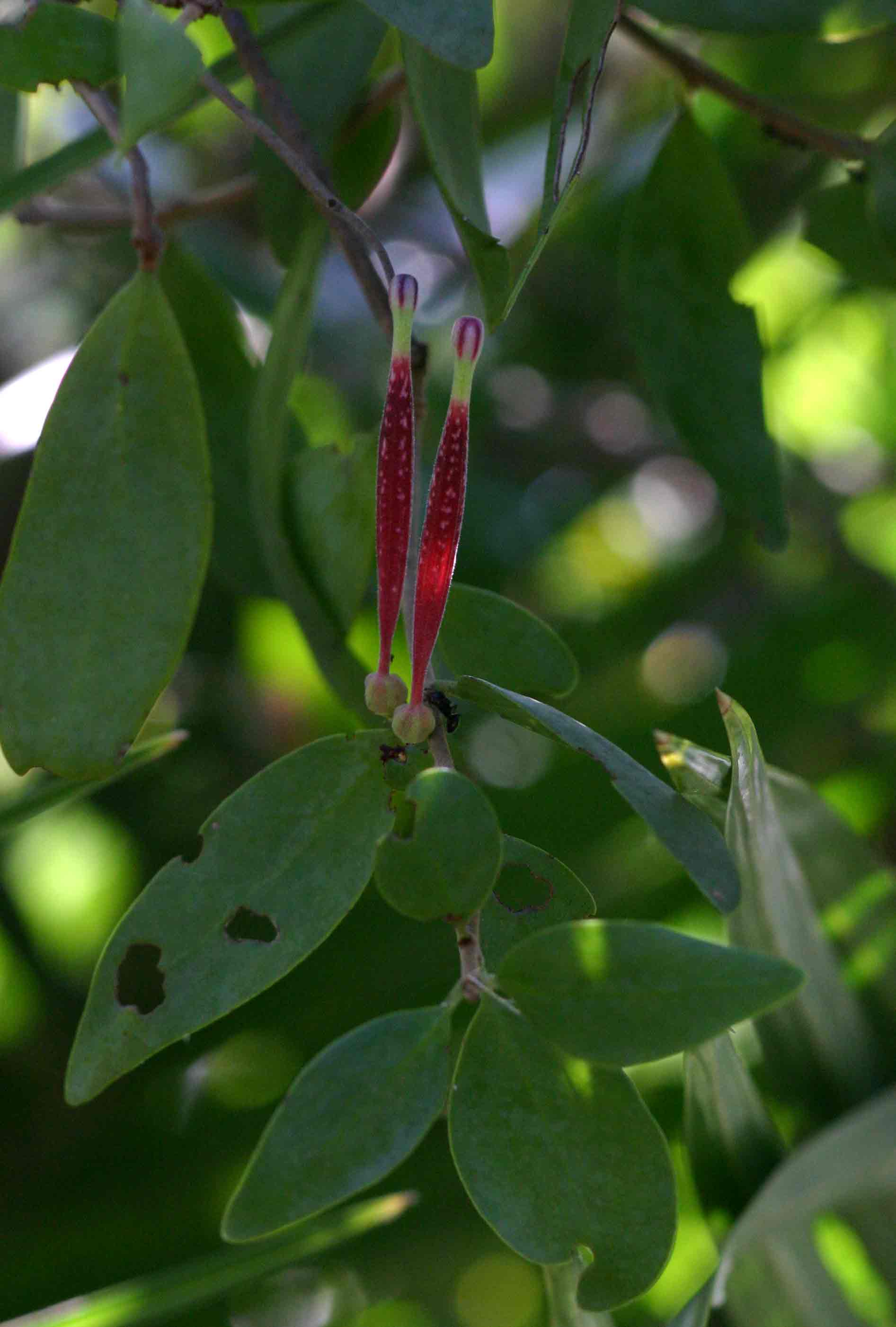 Tapinanthus oleifolius