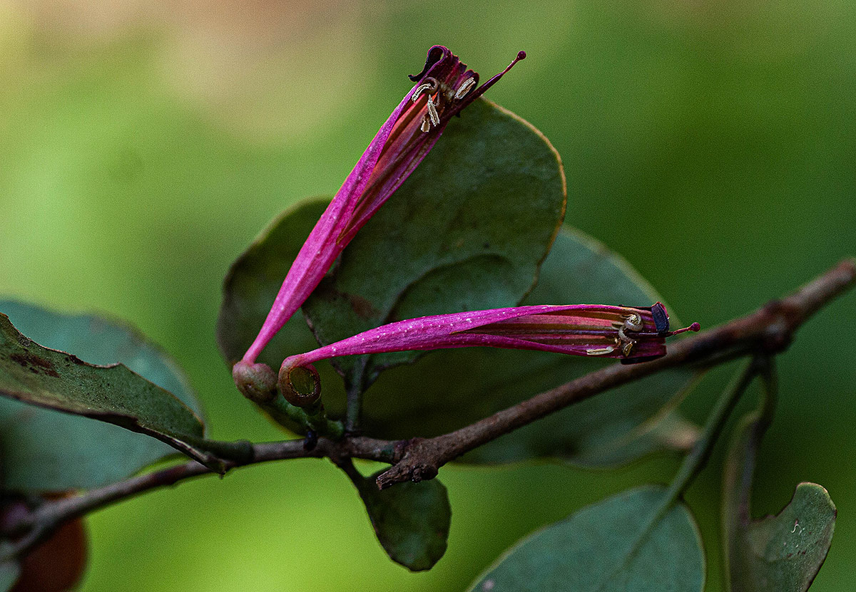 Tapinanthus oleifolius