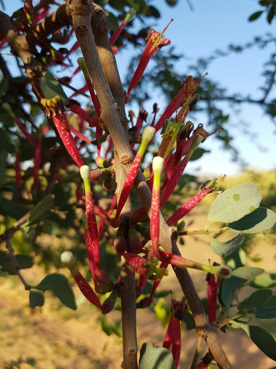 Tapinanthus oleifolius
