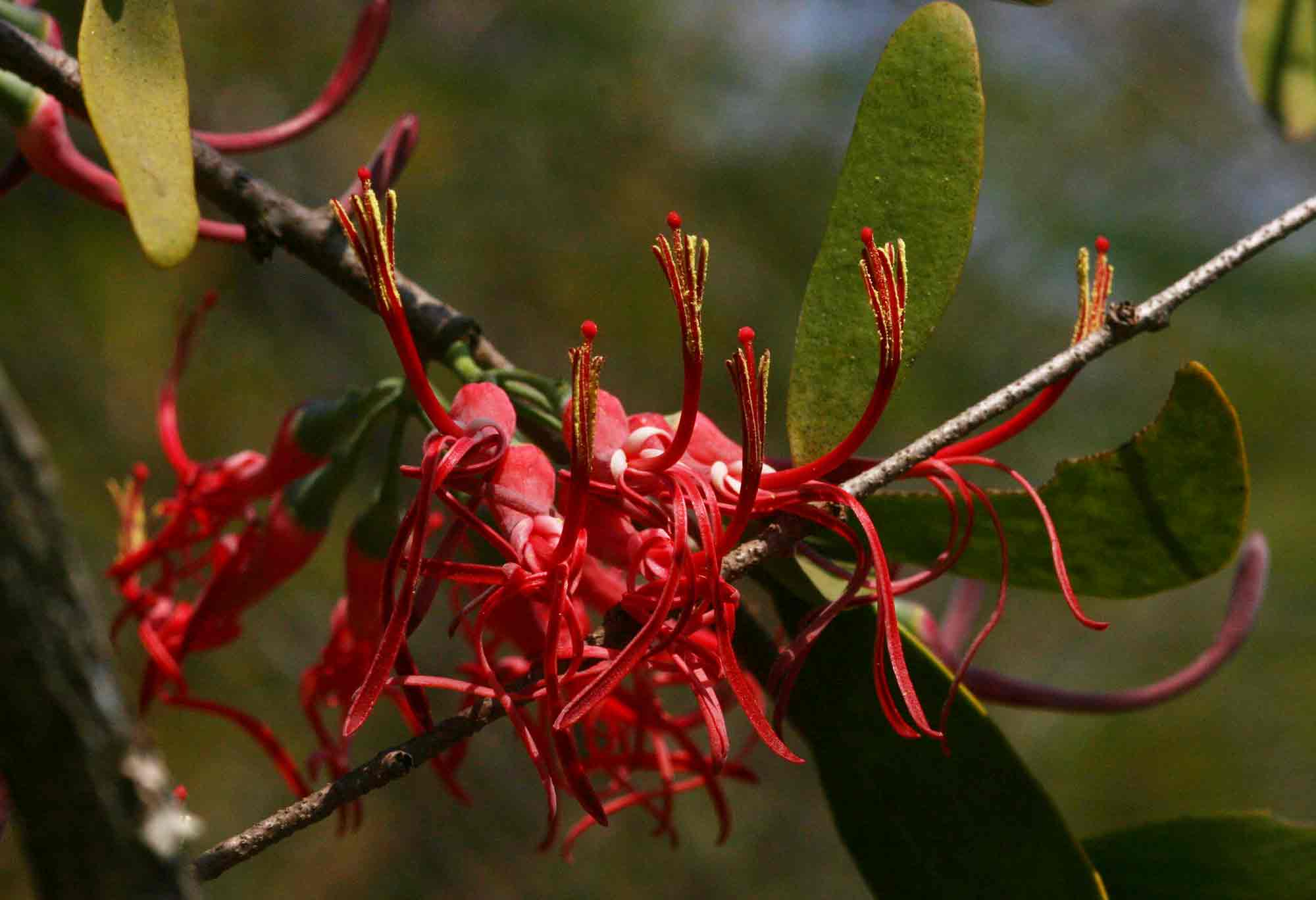 Plicosepalus kalachariensis
