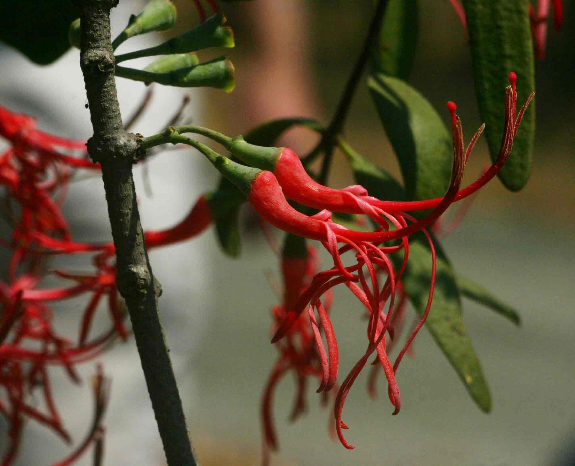 Plicosepalus kalachariensis