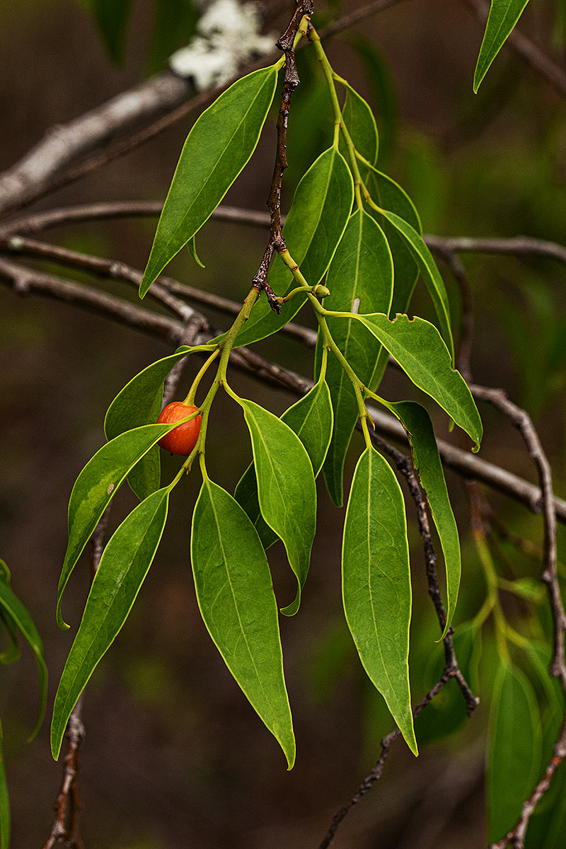 Olax dissitiflora Olax dissitiflora