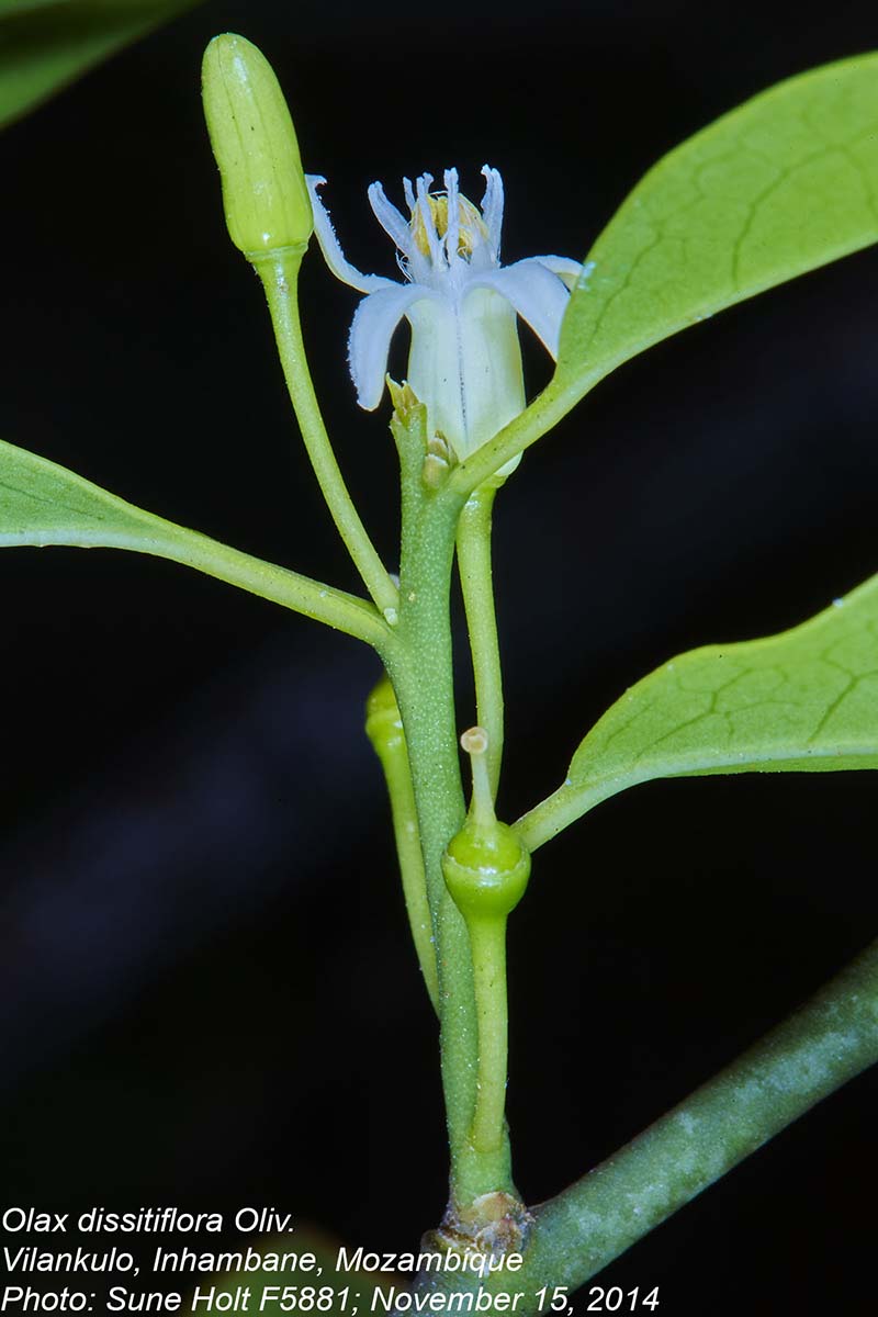 Olax dissitiflora