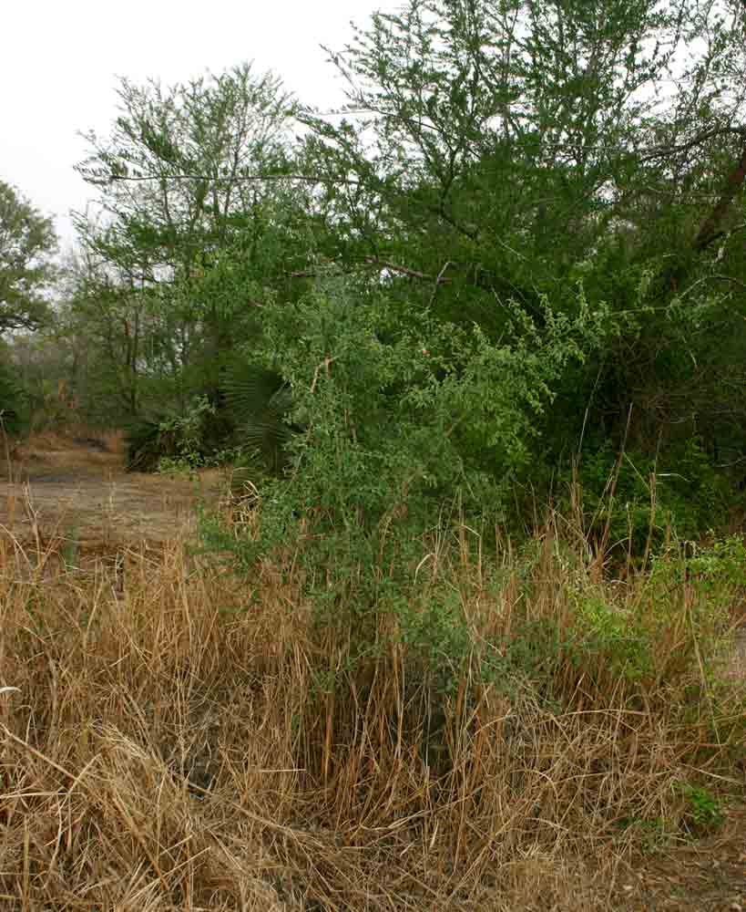 Ximenia americana var. microphylla