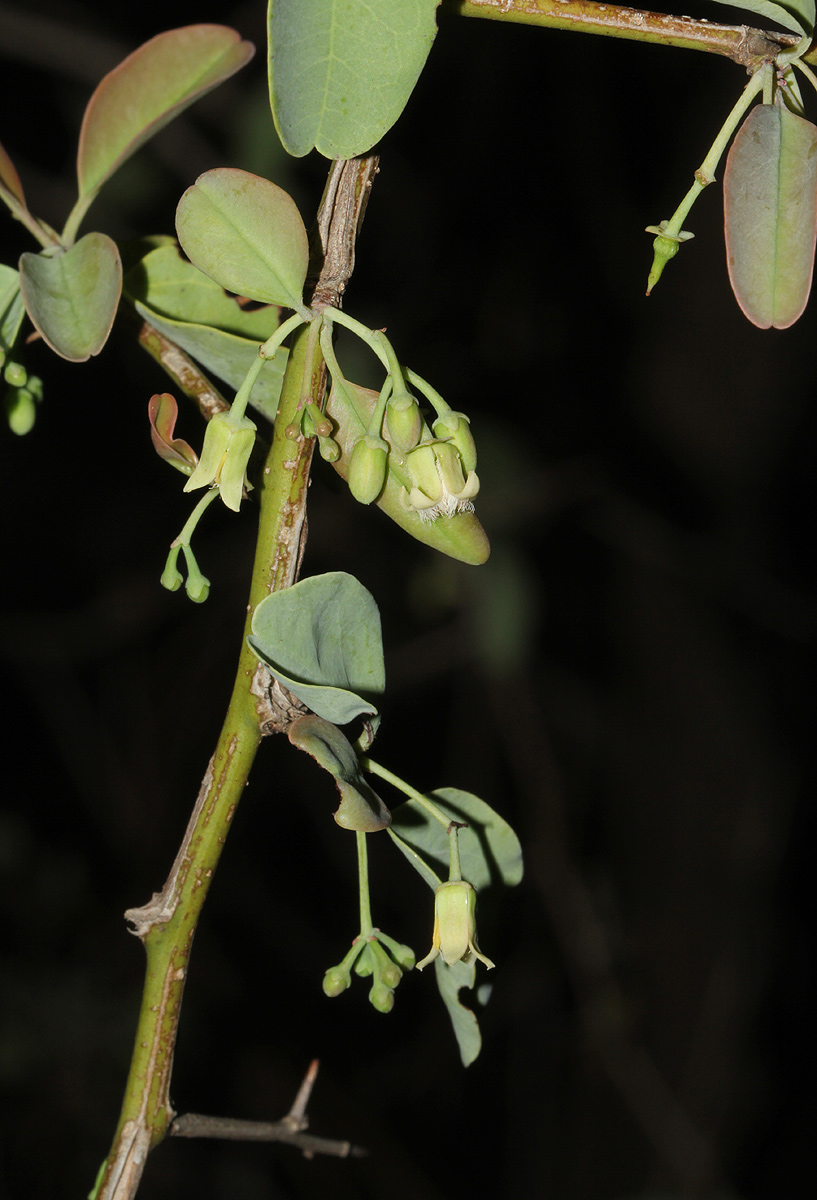 Ximenia americana var. microphylla