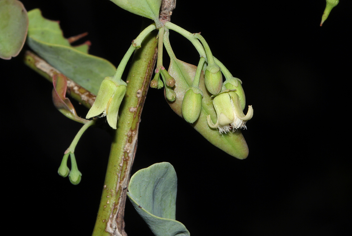 Ximenia americana var. microphylla