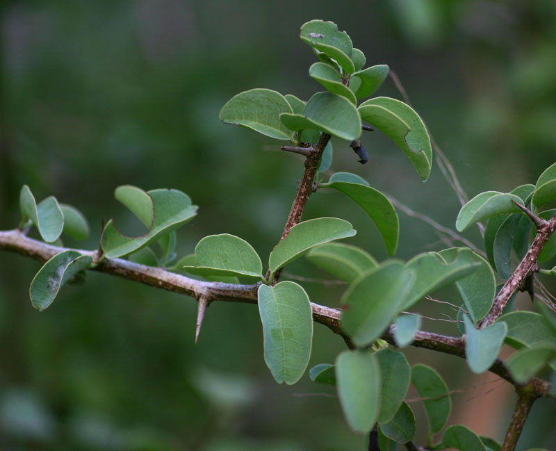 Ximenia americana var. microphylla Ximenia americana var. microphylla