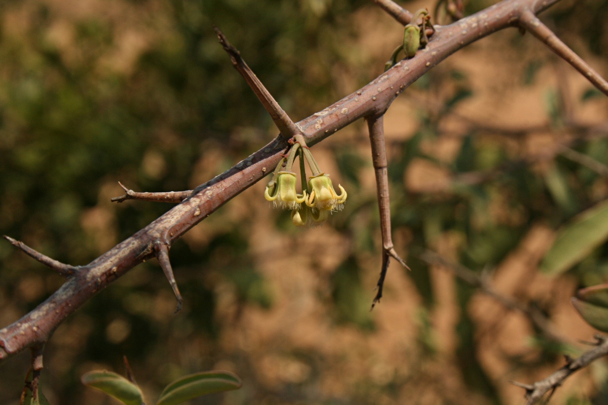 Ximenia americana var. microphylla