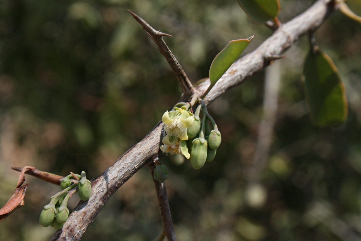 Ximenia americana var. microphylla