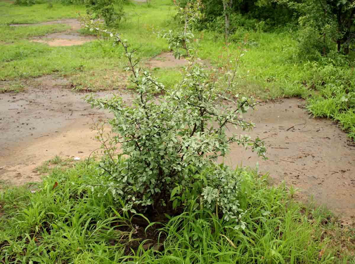 Ximenia americana var. microphylla