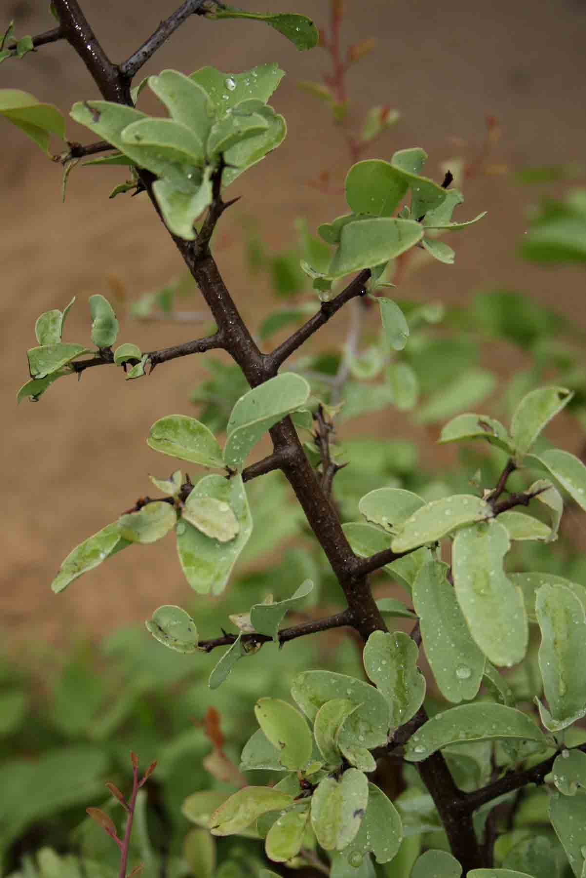 Ximenia americana var. microphylla