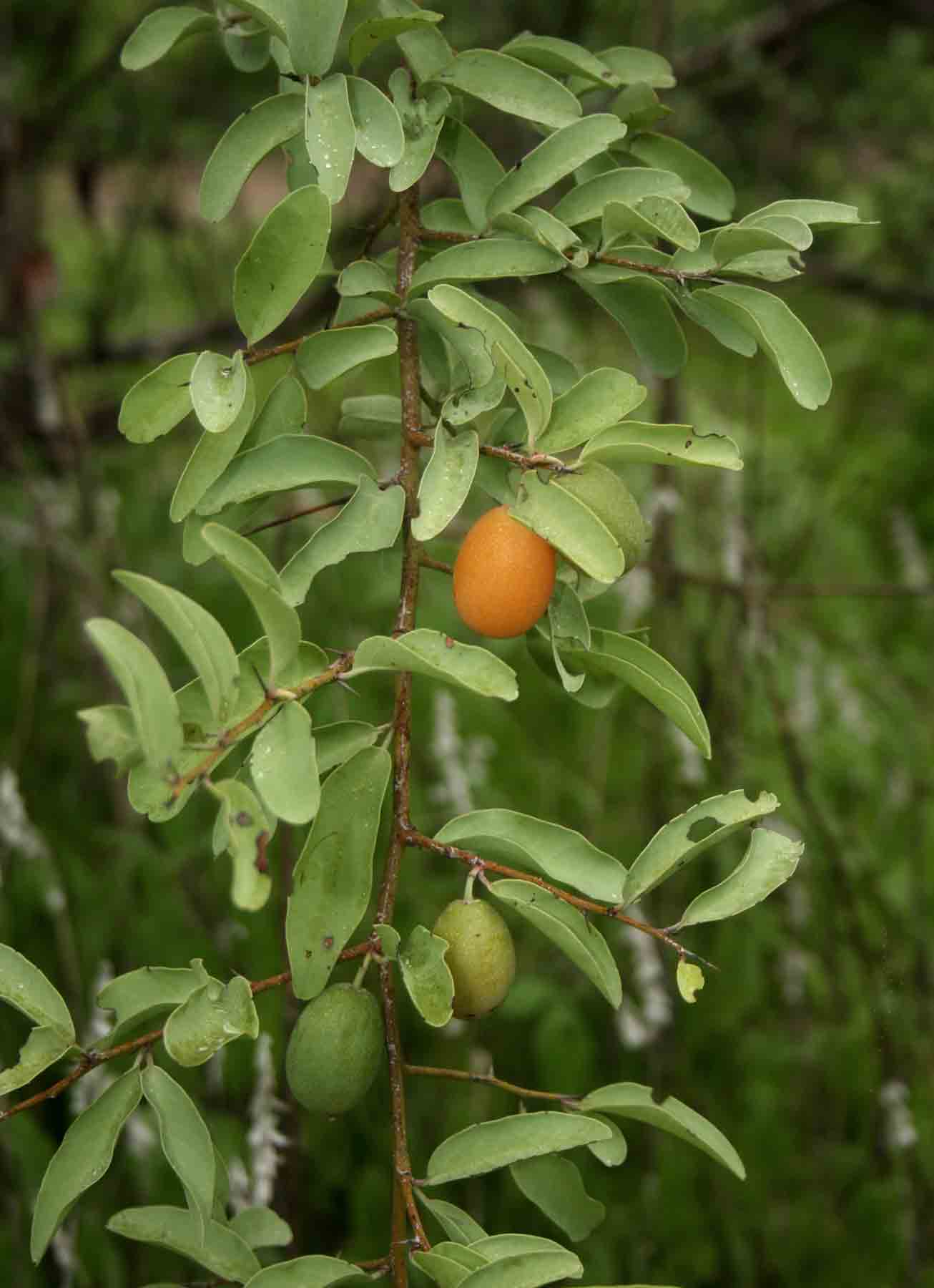 Ximenia americana var. microphylla Ximenia americana var. microphylla