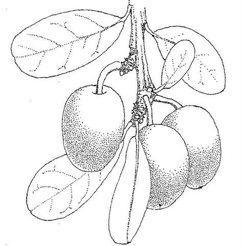Ximenia afra var. afra