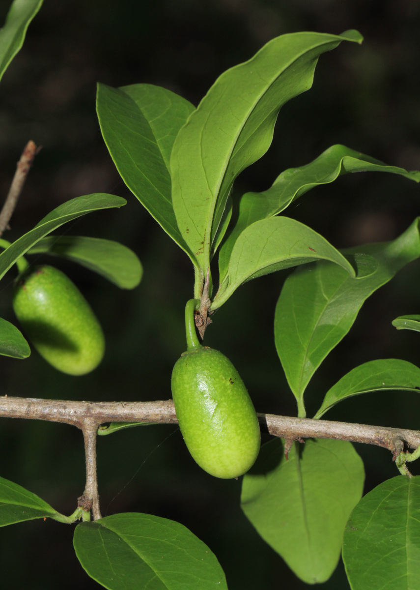 Ximenia afra var. afra Ximenia afra var. afra