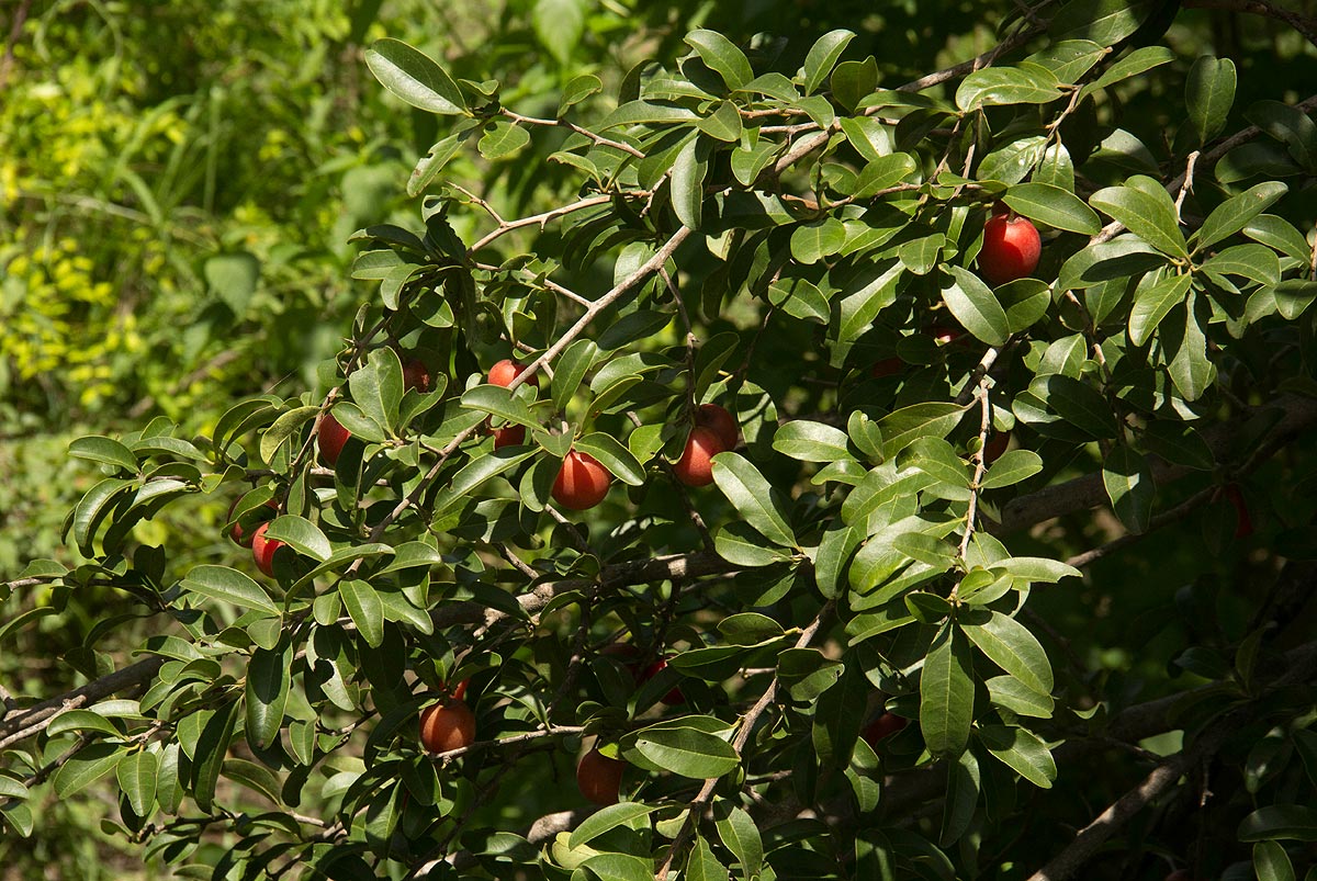 Ximenia afra var. afra